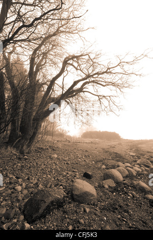 Nebel in den Bäumen auf der Insel Jeløy in Moss Kommune, Østfold fylke, Norwegen. Stockfoto