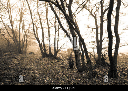 Nebel in den Bäumen auf der Insel Jeløy in Moss Kommune, Østfold fylke, Norwegen. Stockfoto