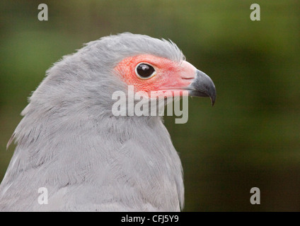 Afrikanische Harrier Hawk / Gymnogene (Polyboroides Typus) Stockfoto