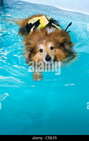 Shetland Sheepdog schwimmen Stockfoto