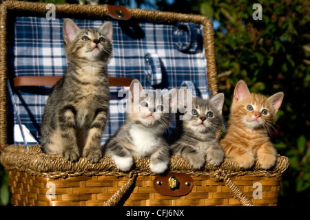 Ein Wurf von vier Kätzchen in einem Picknickkorb. Stockfoto