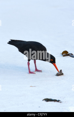 Afrikanische schwarze Austernfischer Haematopus Moquini, Nahrungssuche, Boulders Beach, Kapstadt, Südafrika Stockfoto