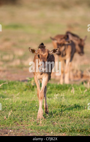 Jungen gemeinsamen (blau) GNU (Gnu), Connochaetes Taurinus, Kgalagadi Transfrontier Park, Südafrika Stockfoto