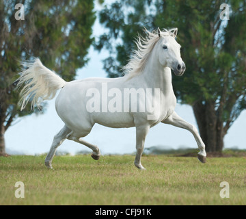 Welsh Pony Arabisches Pferd Pony cross Stockfoto