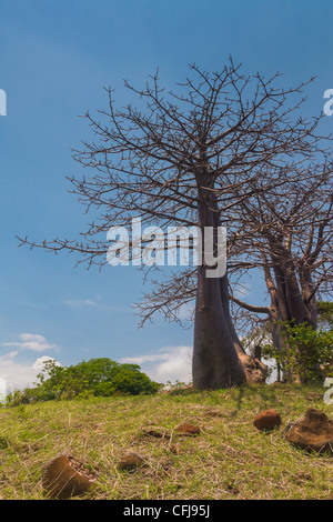 Affenbrotbäume Suarezensis (Suarez Baobab) in der Bucht von Antsiranana, nördlich von Madagaskar Stockfoto