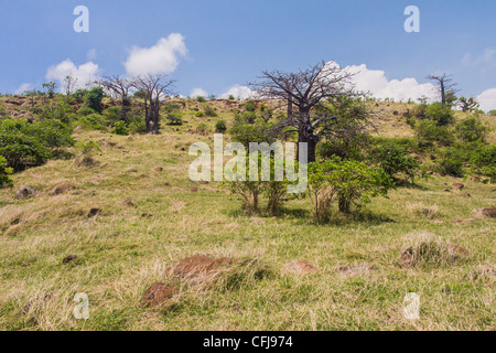 Affenbrotbäume Suarezensis (Suarez Baobab) in der Bucht von Antsiranana, nördlich von Madagaskar Stockfoto