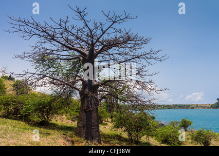 Affenbrotbäume Suarezensis (Suarez Baobab) in der Bucht von Antsiranana, nördlich von Madagaskar Stockfoto