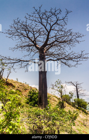 Affenbrotbäume Suarezensis (Suarez Baobab) in der Bucht von Antsiranana, nördlich von Madagaskar Stockfoto