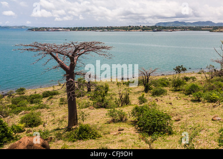 Affenbrotbäume Suarezensis (Suarez Baobab) in der Bucht von Antsiranana, nördlich von Madagaskar Stockfoto