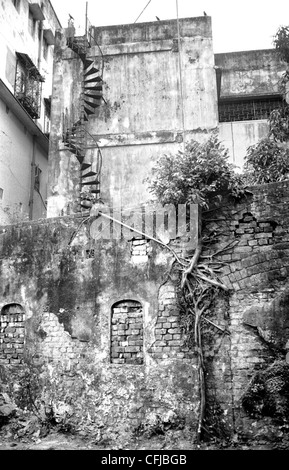 Wurzeln eines Baumes wachsen an der Fassade eines Gebäudes in Kalkutta, Indien Stockfoto