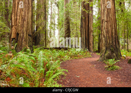 Die schöne und riesige Mammutbäume, Sequoia Sempervirens befindet sich im Jedediah Smith Redwoods State Park in Kalifornien. Stockfoto