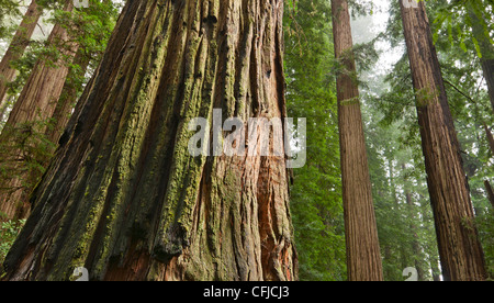 Die schöne und riesige Mammutbäume, Sequoia Sempervirens befindet sich im Jedediah Smith Redwoods State Park in Kalifornien. Stockfoto