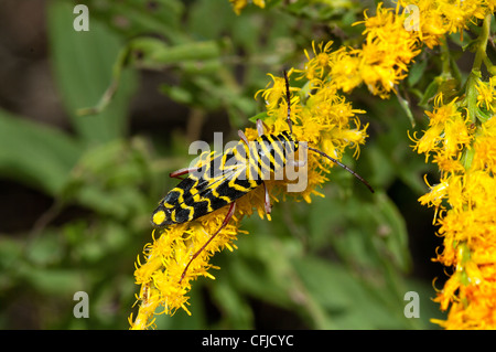 Heuschrecke Borer Käfer, Megacyllene Robiniae, Insekt, auf Goldrute Stockfoto