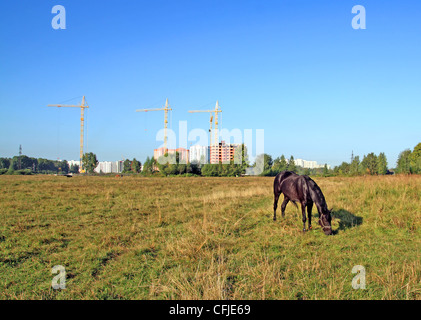 Pferde grasen auf Wiese gegen Neubau Stockfoto