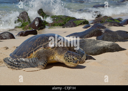 Hawaiianische Suppenschildkröte (Chelonia Mydas), an Land kommen, um sich auszuruhen und in der Sonne aalen Stockfoto