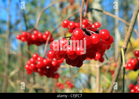 rote Beeren von Viburnum auf Ast Stockfoto