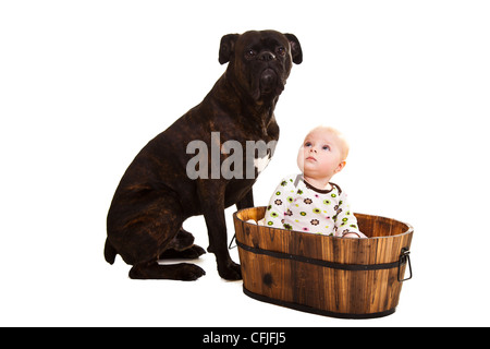 Kind mit großen Boxer Hund Stockfoto