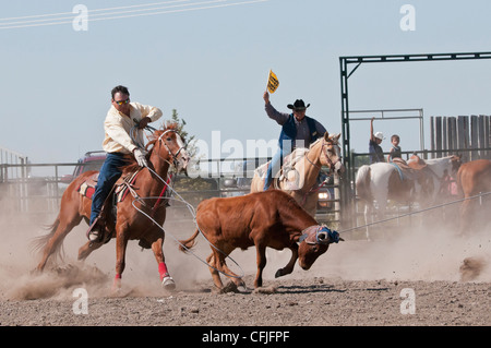 Team-Steer roping, Siksika Nation Rodeo, Gleichen, Alberta, Kanada Stockfoto