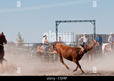 Team-Steer roping, Siksika Nation Rodeo, Gleichen, Alberta, Kanada Stockfoto