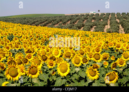 Sonnenblumenfeld in der Nähe von Córdoba, Andalusien, Spanien, Europa Stockfoto