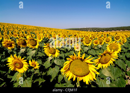 Sonnenblumenfeld in der Nähe von Córdoba, Andalusien, Spanien, Europa Stockfoto