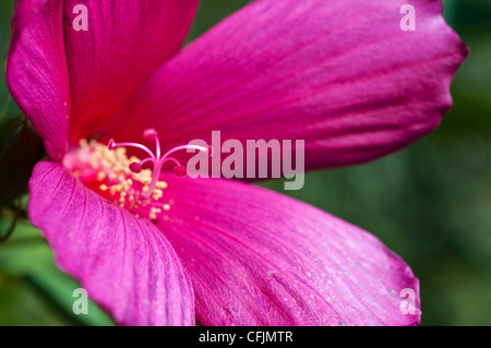Nahaufnahme von rosa violetten Blüten der Hardy Malve, Hibiscus var Himbeerrose, Malvaceae in Blüte. Stockfoto