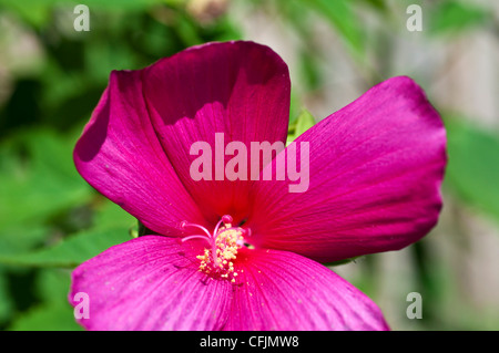 Rosa violette Blüten von Hardy Malve, Hibiscus var Himbeerrose, Malvaceae. Makroansicht von lebendigen Blütenblättern und Stamen in einem Sommergarten. Stockfoto