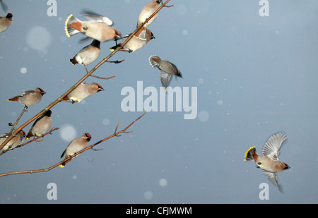 Seidenschwänze in Scharen fliegen, in Winter Norwegen Stockfoto