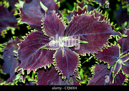 Blätter der dunklen Violett, lila, grün Coleus Zierpflanze, malte Brennnessel Var Felix Stockfoto