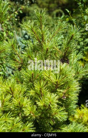 Grüne Nadelbäume Nahaufnahme von Tannenbäumen, Eastern White Pine, Pinus Strobus, Nordamerika Stockfoto