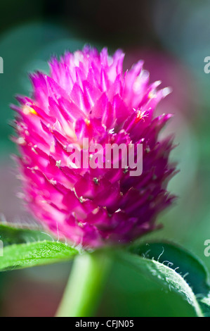 Nahaufnahme einer leuchtenden rosa Globe Amaranth Blume (Gomphrena globosa) aus der Familie der Amaranthaceae, die im tropischen Amerika beheimatet ist. Stockfoto