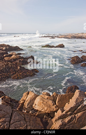 Der felsige Teil des Strandes im Norden von Asilomar State Park in der Nähe von Pacific Grove, Kalifornien vertikal Stockfoto