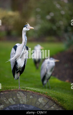 Gruppe der Graureiher im Hyde Park, London Stockfoto