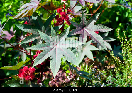 Rote Blüten der Pflanze Rizinuspflanze, Ricinus Communis Var Carmencita, Euphorbiaceae verlässt Stockfoto