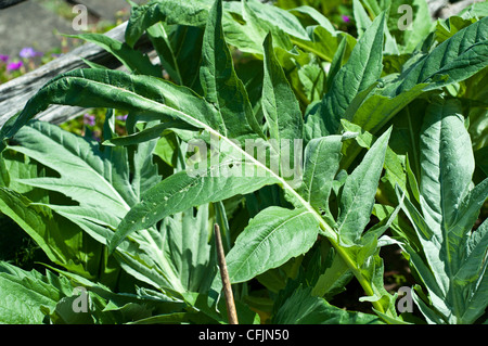 Grüne Blätter der Karde Pflanze, Cynara Cardunculus, Asteraceae Stockfoto