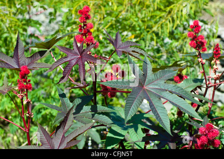 Rizinus Pflanze (Ricinus Communis) 