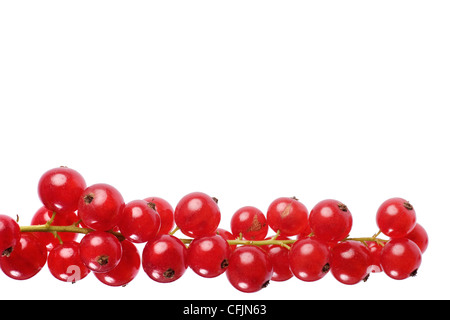 Die rote Johannisbeere (Ribes Rubrum)-Makro, isoliert auf weißem Hintergrund. Stockfoto