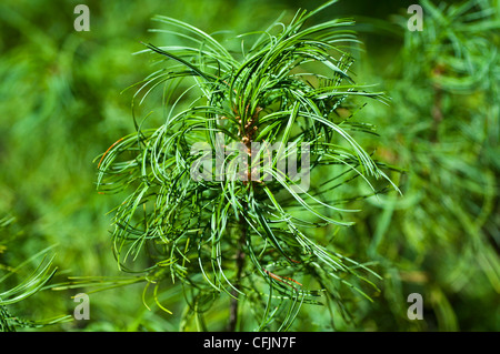 Grüne Nadelbäume von Eastern White Pine, Pinus Strobus Concorta Stockfoto