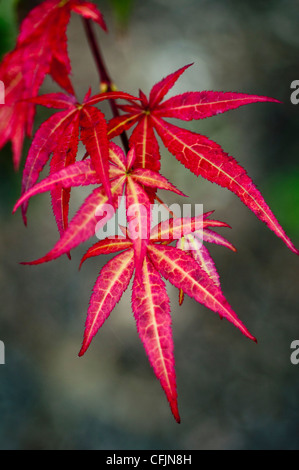 Blätter Nahaufnahme von lila japanische Mapple, Acer Palmatum Atropurpureum, Aceraceae Stockfoto