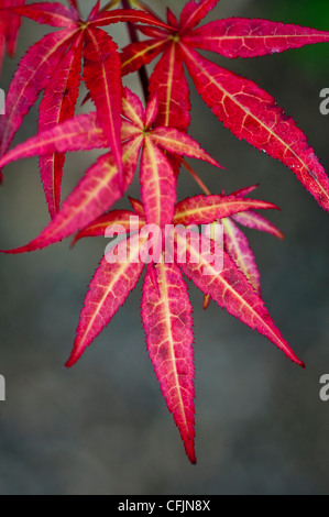 Blätter Nahaufnahme von lila japanische Mapple, Acer Palmatum Atropurpureum, Aceraceae Stockfoto