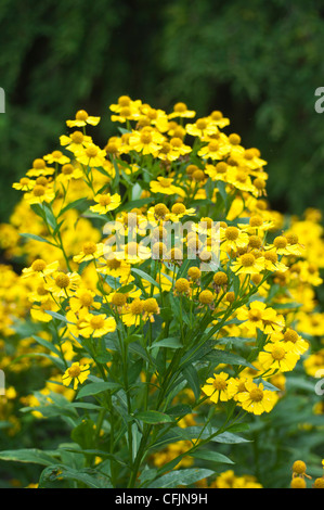 Leuchtend gelbe Blüten von Helenium x Kanaria, auch bekannt als Kanarienseeweed, Asteraceae, blühen in einem Garten. Stockfoto
