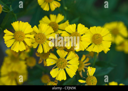 Hellgelbe Blüten von Helenium x Kanaria, auch bekannt als Kanarienseeweed, aus der Familie der Asteraceae. Nahaufnahme der Sommergartenblüten. Stockfoto