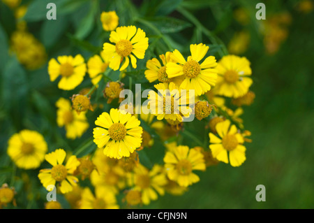 Leuchtend gelbe Blüten von Helenium x Kanaria, auch bekannt als Kanarienseeweed, blühen in einem Garten. Mitglied der Familie der Asteraceae. Stockfoto