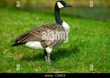 Die Kanadagans Branta Canadensis, stehend auf dem grünen Rasen Stockfoto