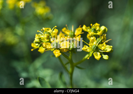 Kleinen gelben Blüten der gemeinsamen Rue, Ruta Graveolens, Rutaceae Stockfoto