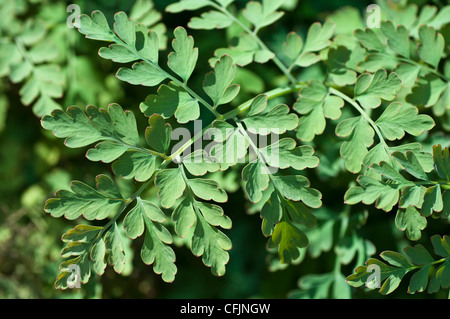 Enthält giftige Gas-Anlage oder Fraxinella, Dictamnus Albus, Rutaceae, furocoumarin Stockfoto