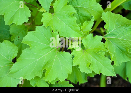 Nahaufnahme der grünen Blätter der giftigen Pflanze Cocklebur, Xanthium strumarium, bekannt für die enthalten Carboxyatractylosid. Stockfoto