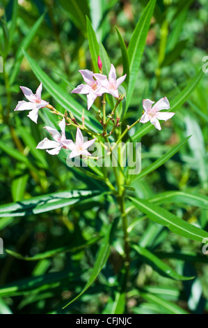 Rosa Blüten von Oleander, Nerium Oleander, Apocynaceae, blühend auf einem Sträucher mit langen grünen Blättern in einem sonnigen Garten. Stockfoto