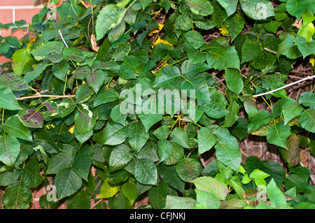 Giftige Pflanzen, Laub, Blätter von Poison Ivy, Toxicodendron Radicans, Anacardiaceae Stockfoto