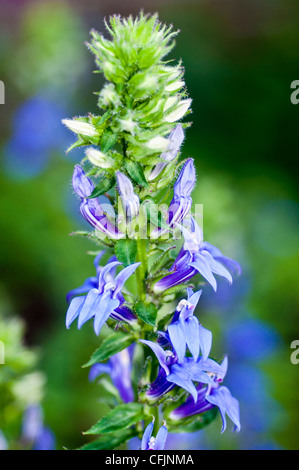 Blauen Blüten der giftigen Pflanze große blaue Lobelie, Lobelia Siphilitica, Lobeliaceae, Nordamerika Stockfoto